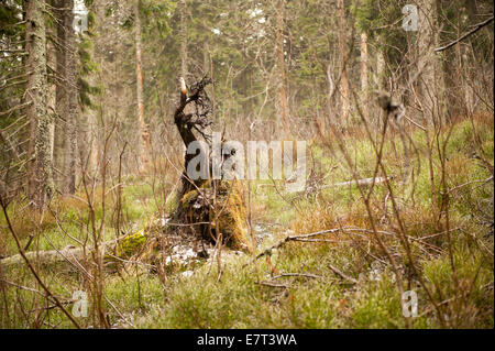Old tree trunk collapsed in Babia Góra National Park Stock Photo