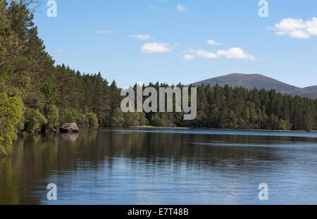 The wooded shoreline of Loch Garten in The Abernethy Forest between Grantown and Aviemore Speyside Highlands Scotland Stock Photo