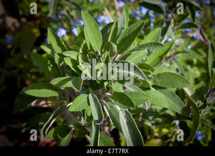 Sage (Salvia officinalis) (sage, also called garden sage, or common sage) Stock Photo