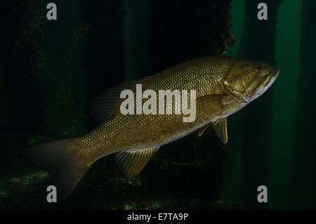 Closeup of a smallmouth bass (Micropterus dolomieu) with fishing