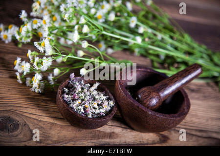 The ancient Chinese medicine, herbs and infusions Stock Photo