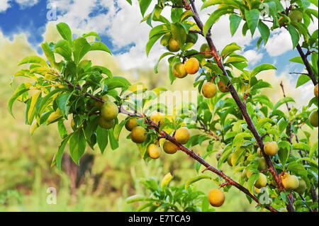 Yellow plum tree with fruits on blue sky growing in the garden. Stock Photo