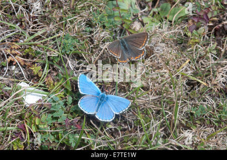 Adonis Blue male chasing a female on the short turf of Malling Down, Lewes, East Sussex Stock Photo