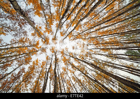 Looking up in a forest of tall aspen trees Stock Photo