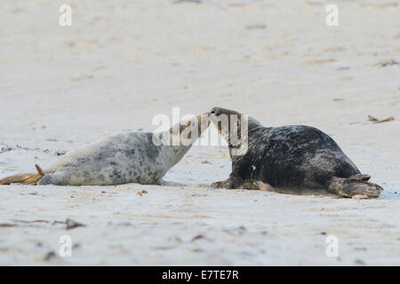 Grey Seals (Halichoerus grypus), bull and cow, Heligoland Düne, Schleswig-Holstein, Germany Stock Photo