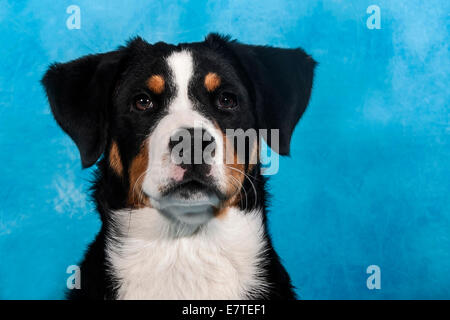 Appenzell Cattle Dog, portrait Stock Photo