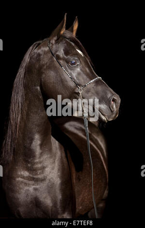 Arabian Thoroughbred Horse wearing a show halter, black stallion, Austria Stock Photo