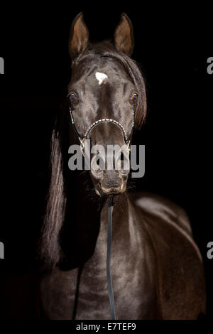 Arabian Thoroughbred Horse wearing a show halter, black stallion, Austria Stock Photo