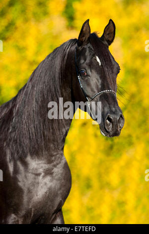 Arabian Thoroughbred Horse wearing a show halter, black stallion, in autumn, Austria Stock Photo