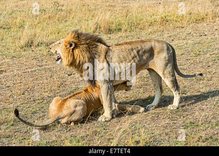 Pair of Lions (Panthera leo), willing to mate, Maasai Mara National ...