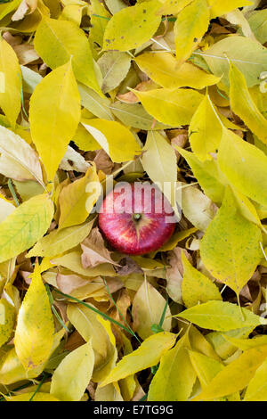 Red Apple amongst yellow tree leaves pattern in autumn Stock Photo