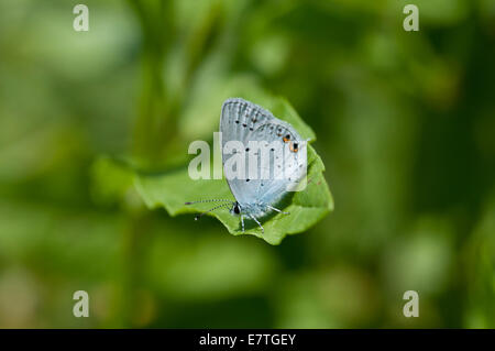 Short tailed Blue resting on a leaf Stock Photo