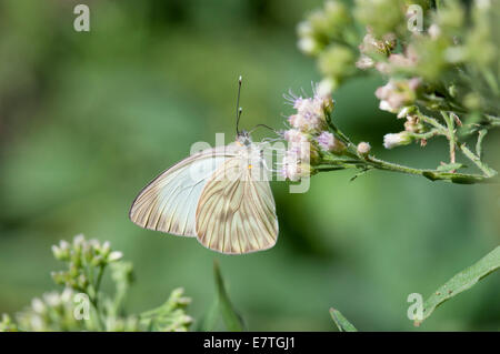 Great Southern White feeding on a flower in Mexico Stock Photo