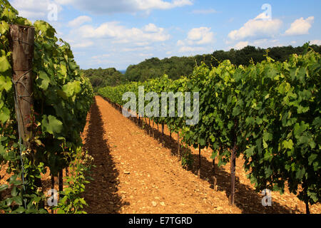 Vineyard, Tavarnelle Val Di Pesa, Chianti Region, Tuscany, Italy Stock Photo