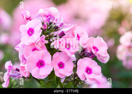 Pink phlox flowers in summer garden, macro photo Stock Photo