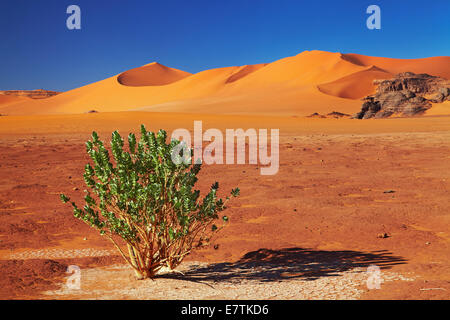 Single tree in Sahara Desert, Tadrart, Algeria Stock Photo