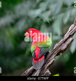 Beautiful red parrot, Chattering Lory (Lorius garrulus), standing on the log, back profile Stock Photo