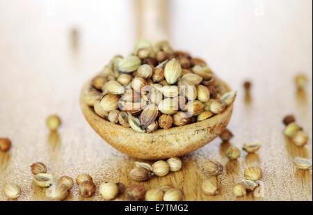 Coriander seeds (Coriandrum sativum). Stock Photo