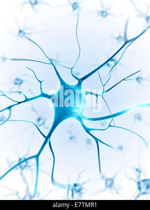 Human nerve cell, computer artwork. Stock Photo