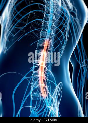 Human spinal cord, computer artwork. Stock Photo