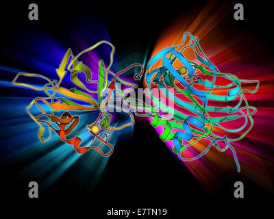 Tetanus toxin C-fragment. Molecular model of a fragment of the neurotoxin protein produced by the bacterium Clostridium tetani that causes tetanus. This fragment is responsible for binding to lipids on the membranes of nerve cells (gangliosides). Once bou Stock Photo