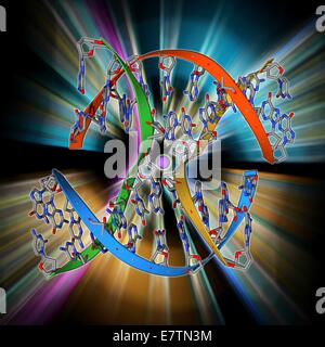 DNA Holliday junction. Molecular model of a Holliday junction (centre) between homologous strands of DNA (deoxyribonucleic acid). A Holliday junction forms during crossing over, a natural genetic process that occurs between homologous chromosomes and lead Stock Photo