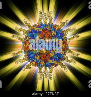 Human poliovirus particle. Molecular model of the capsid of the human poliovirus. The capsid is a protein coat that encloses the virus's genetic information (genome), stored as RNA (ribonucleic acid). The protruding proteins are receptors, which enable th Stock Photo