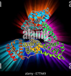 Human serum albumin, molecular model. Albumin is the most abundant protein in human blood plasma. It is seen here complexed with stearic acid, a saturated fatty acid. One of albumin's functions is to transport fatty acids to the liver. It also binds to mo Stock Photo