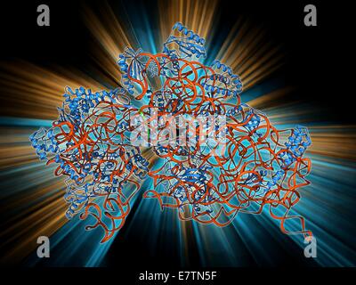 Bacterial ribosome. Molecular model of a 30S (small) ribosomal sub-unit ...