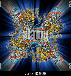 DNA Holliday junction complex. Molecular model of the enzyme FLP recombinase in complex with a Holliday junction between homologous strands of DNA (deoxyribonucleic acid). A Holliday junction forms during crossing over, a natural genetic process that occu Stock Photo