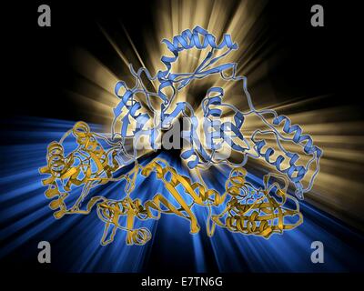 Transcriptasa Inversa HIV reverse transcription enzyme. Molecular model of the reverse Stock ...