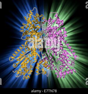 Anthrax lethal factor, molecular model. This enzyme is one of three protein components that form the anthrax toxin produced by the bacterium Bacillus anthracis. Lethal factor (LF) disrupts cellular signalling pathways in an infected cell, eventually leadi