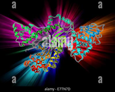 Anthrax lethal factor, molecular model. This enzyme is one of three protein components that form the anthrax toxin produced by the bacterium Bacillus anthracis. Lethal factor (LF) disrupts cellular signalling pathways in an infected cell, eventually leadi