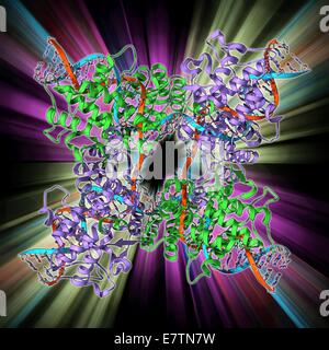 Enzyme catalysing DNA recombination. Molecular model of the enzyme CRE (cyclization recombination) recombinase (green and purple) mediating the recombination of strands of DNA (deoxyribonucleic acid, red and blue) at a Holliday Junction. This recombinatio Stock Photo