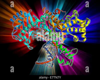 klenow fragment mutagenesis