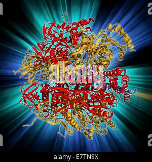 ATPase and inhibitor. Computer model of an ATP synthase (ATPase) molecule from a mitochondrion complexed with its inhibitor protein IF1. ATPase is an important enzyme that provides energy for cells through the synthesis of adenosine triphosphate (ATP) fro Stock Photo