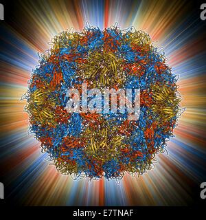 Poliovirus type 3 capsid, molecular model. This enterovirus causes poliomyelitis (polio) in humans, which affects the nervous system, sometimes leading to paralysis. The three types produce similar symptoms. In viruses, the capsid is the protein shell tha Stock Photo