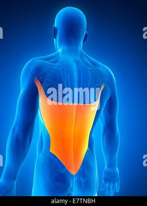 Back Muscles Blue Latissimus Dorsi Muscles with blue background Stock Photo - Alamy