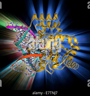 Endonuclease IV molecule. Molecular model of the endonuclease IV restriction enzyme EcoRV (beige) bound to a cleaved section of DNA (deoxyribonucleic acid, blue, red and green). Restriction enzymes, also known as restriction endonucleases, recognise speci Stock Photo