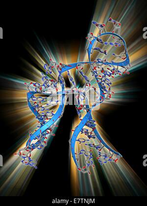 Ribozyme enzyme and RNA, molecular model. Ribozymes are RNA ...