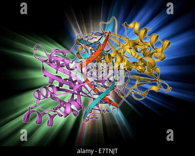 EcoRV restriction enzyme. Molecular model of the type II restriction enzyme EcoRV (pink and yellow) bound to a cleaved section of DNA (deoxyribonucleic acid, red and blue). Restriction enzymes, also known as restriction endonucleases, recognise specific n Stock Photo