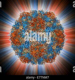 Poliovirus type 3 capsid, molecular model. This enterovirus causes poliomyelitis (polio) in humans, which affects the nervous system, sometimes leading to paralysis. The three types produce similar symptoms. In viruses, the capsid is the protein shell tha Stock Photo