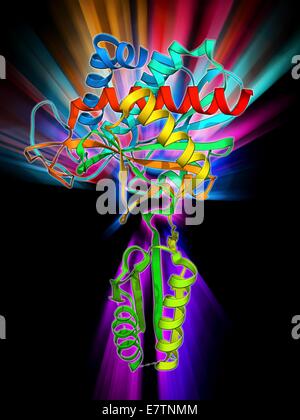 Plant hormone regulator. Molecular model of IAA-amidohydrolase from thale cress (Arabidopsis thaliana). This enzyme acts to release the plant hormone indoe-3-acetic acid from its storage form. Stock Photo