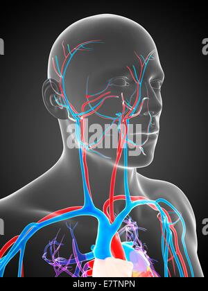 Human vascular system, computer artwork. Stock Photo