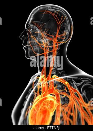 Human vascular system, computer artwork. Stock Photo