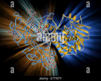 Ricin Molecule, Illustration Stock Photo - Alamy