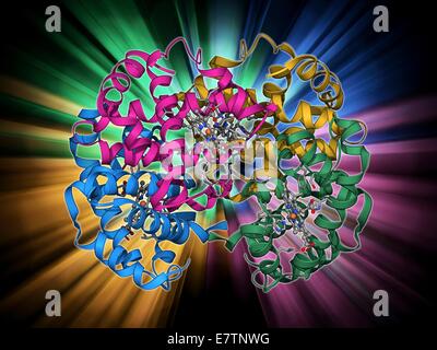 Haemoglobin, molecular model. This is deoxyhaemoglobin, the molecule in its non-oxygen bound state. Haemoglobin transports oxygen around the body in red blood cells. It consists of four globin proteins (yellow, green, blue and pink). Each globin protein i Stock Photo