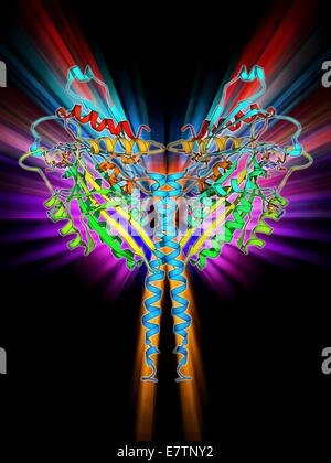 Kinesin motor protein. Molecular model of the ncd kinesin motor protein. Kinesin motor proteins transport vesicles containing intracellular cargo around the cell along microtubules. Stock Photo