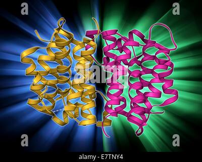 Rhomboid protease. Molecular model of the rhomboid protease enzyme GlpG from the bacterium Escherichia coli. Proteases are enzymes that break down proteins. Stock Photo