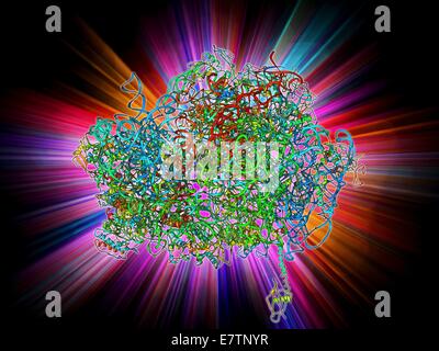 70S ribosome. Molecular model of a 70S ribosome complex containing a Shine-Dalgarno helix, the point of mRNA (messenger ribonucleic acid) binding. Ribosomes are composed of protein and RNA (ribonucleic acid). In bacteria each ribosome consists of a small Stock Photo